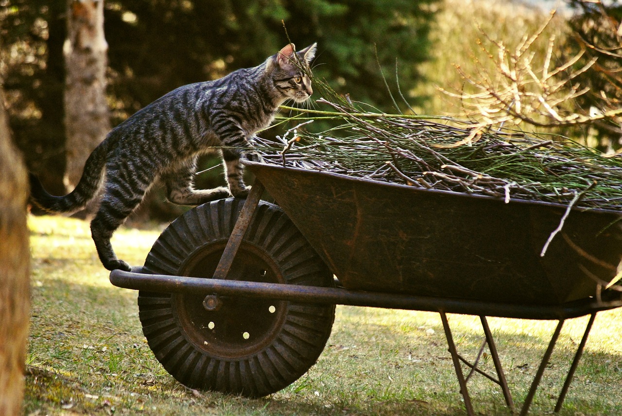 猫咪官网最新，猫咪官网最新动态及特色功能详解：为爱宠提供全面关怀