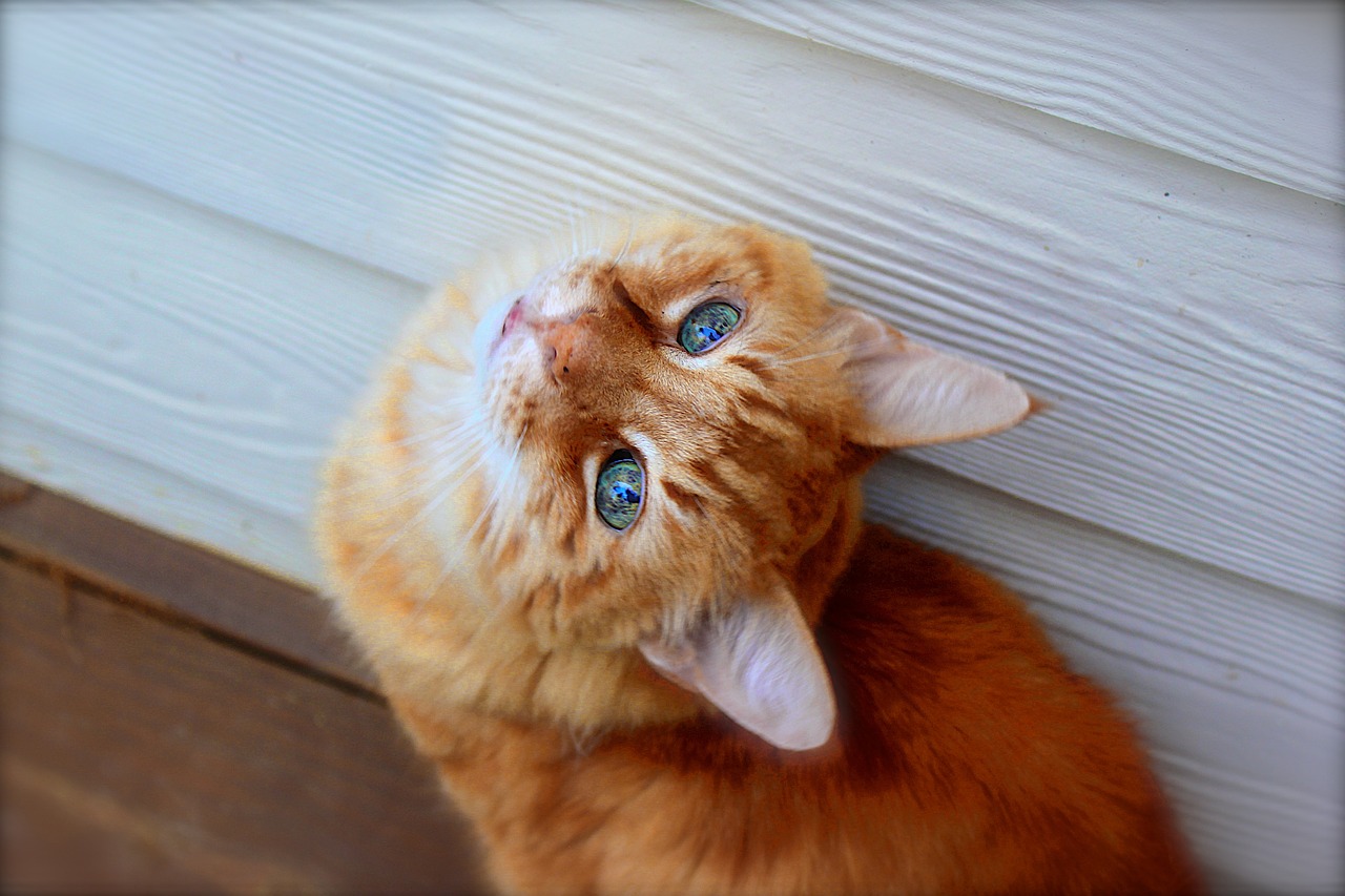猫咪名字排行榜最新，猫咪名字排行榜TOP最新榜单出炉