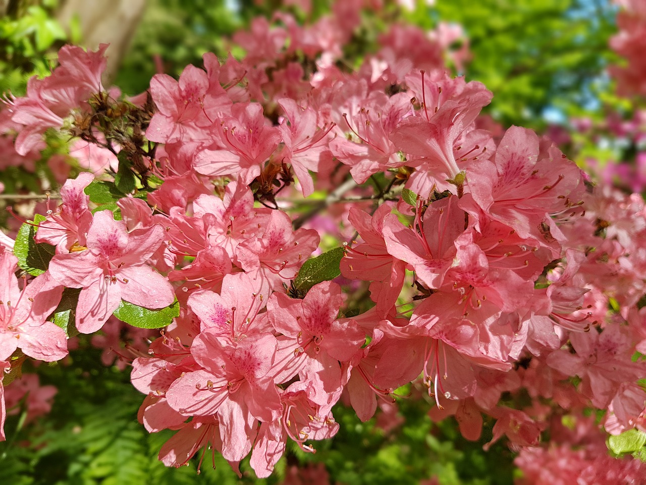 郑少平最新消息今天，郑少平最新动态大揭秘：事业蒸蒸日上，生活多姿多彩