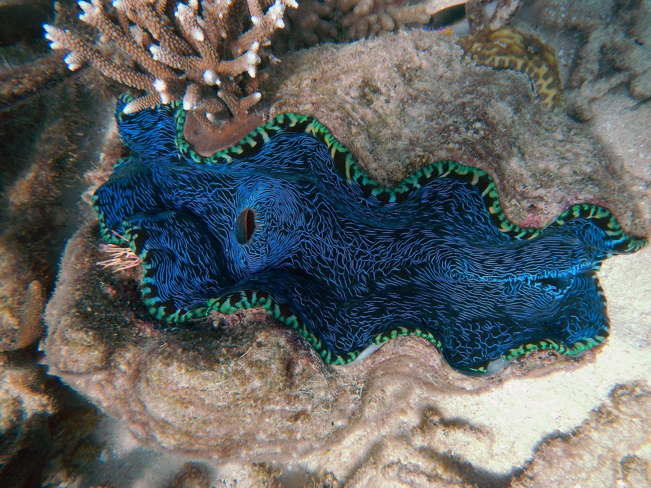 我国科学家绘制全球首个海洋最深生态系统图景，精准探寻深海奥秘，深海奥秘图谱，我国科学家绘制全球首个海洋最深生态系统图景