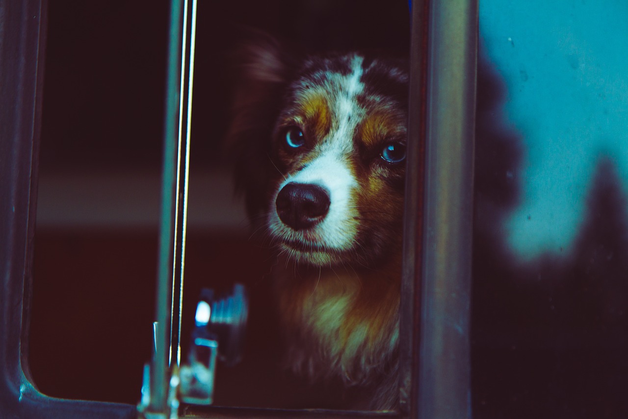 大众猛犬排行榜最新图片，大众猛犬排行榜最新图片专题报道：探索热门猛犬的世界