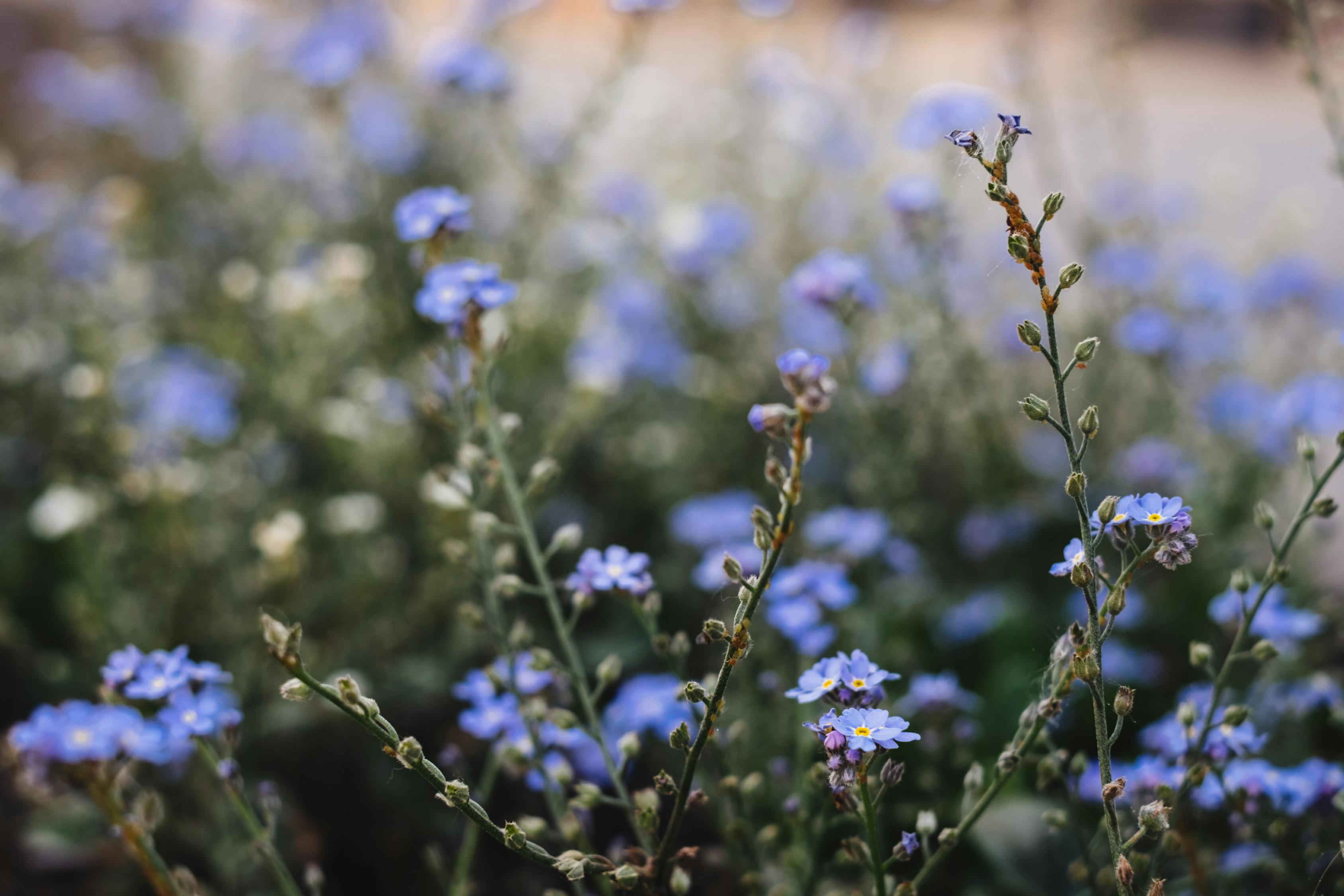 虫虫樱花校园最新版，虫虫樱花校园最新版，探索校园新篇章