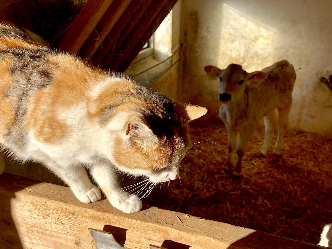 猫咪记录世界最新官网，猫咪记录世界官网：全球视野下的猫咪生活探索平台