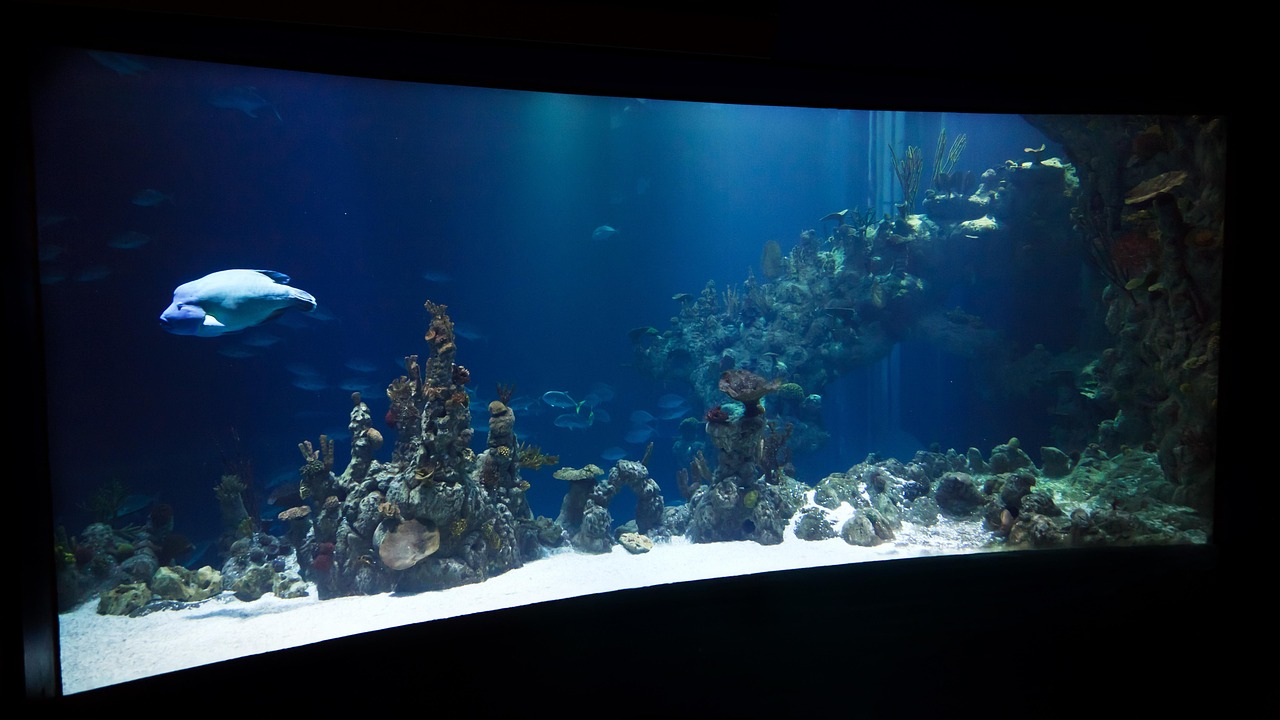 海洋网盘最新行情，海洋网盘最新深度解析及市场展望