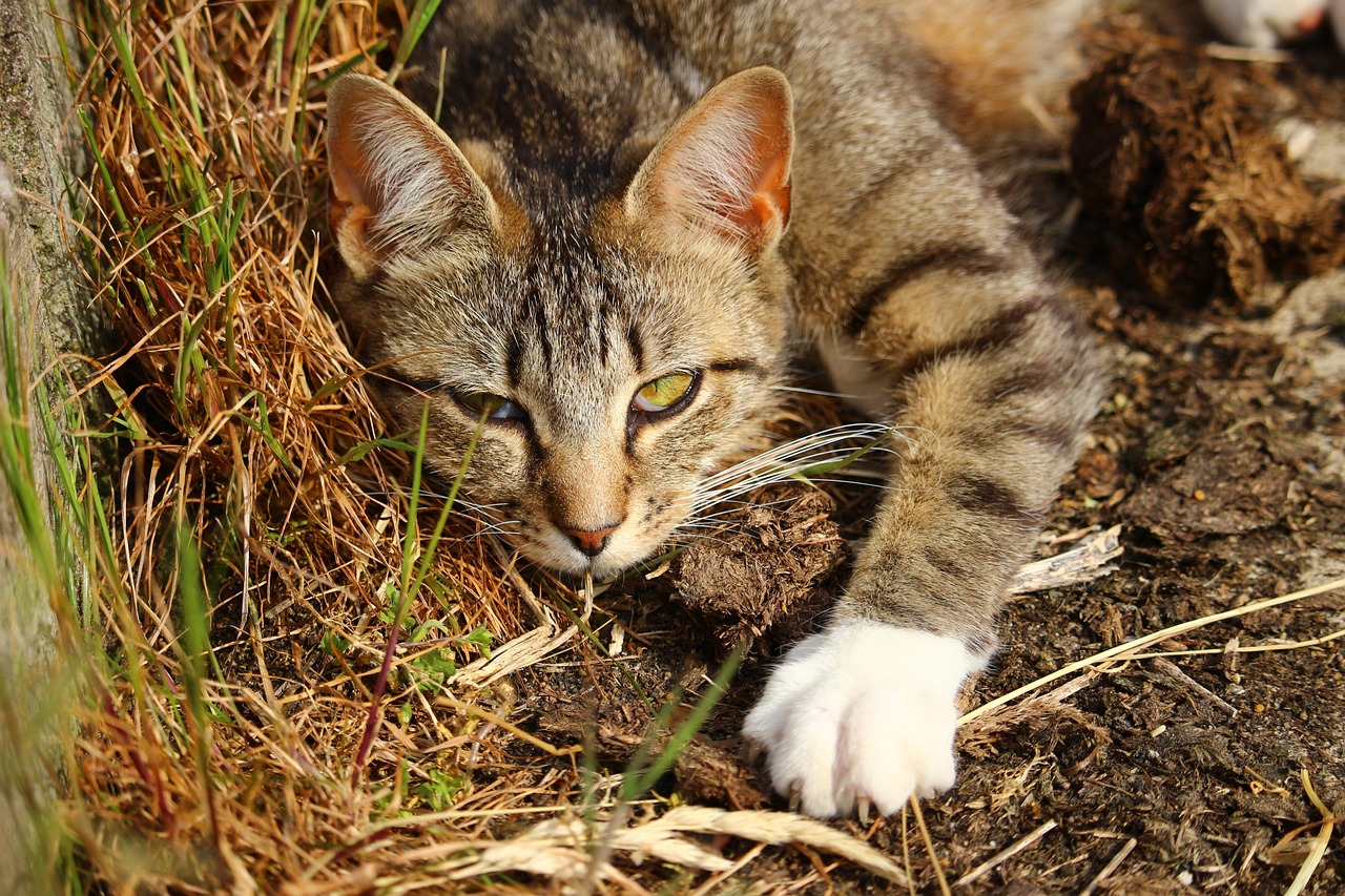 西蒙的猫跑酷下载最新版，西蒙的猫极限跑酷最新版下载