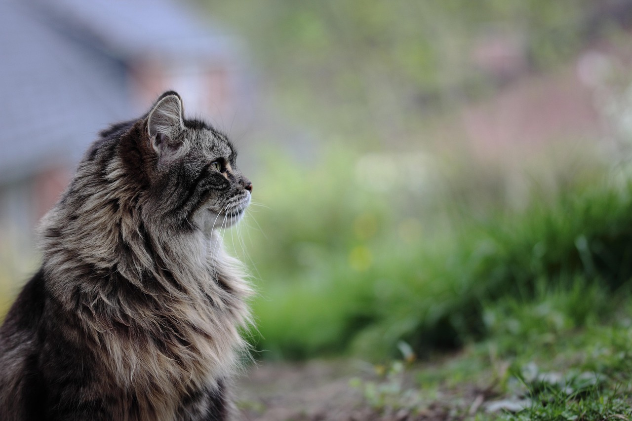 猫咪12.7最新版，猫咪12.7最新更新介绍