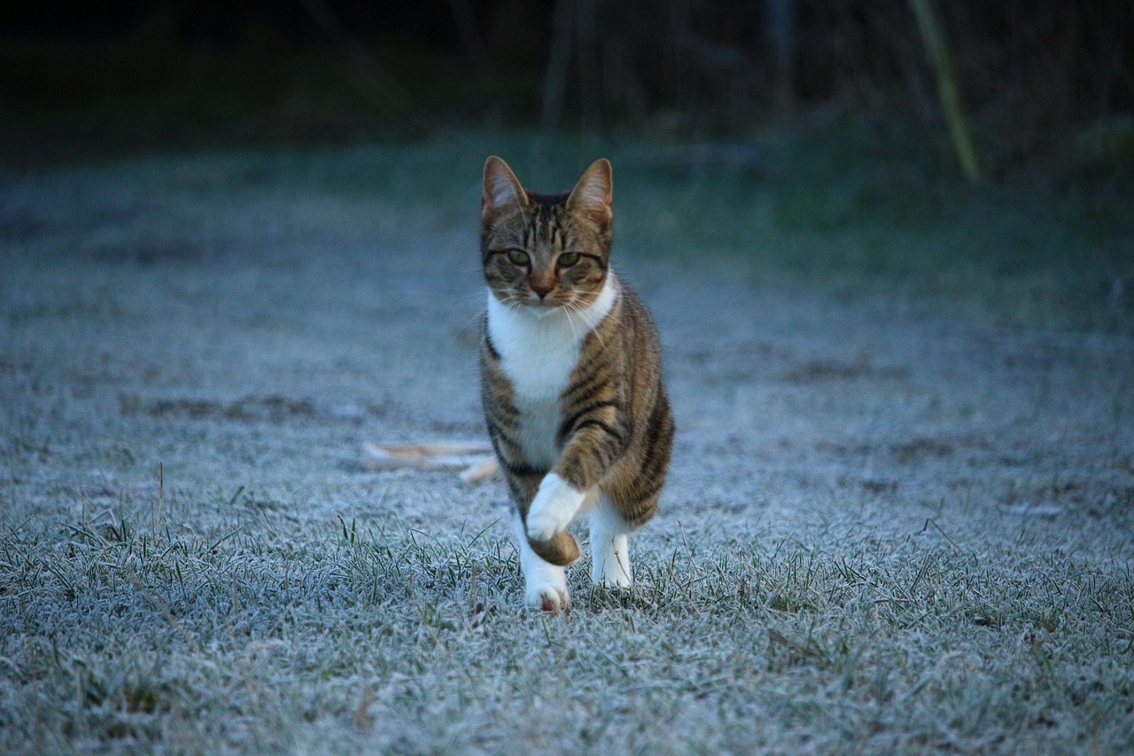 睡睡猫最新版，睡睡猫VX.0全新升级版揭晓